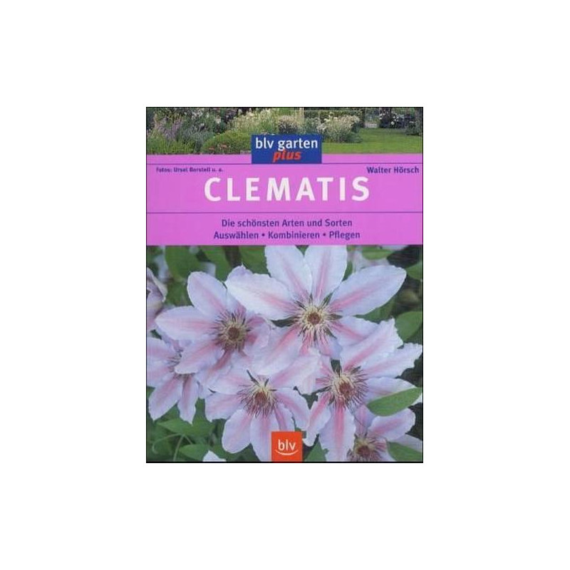 Clematis Walter Hörsch