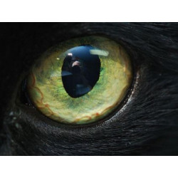 Cat's Eyes